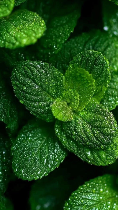 HUILE ESSENTIELLE DE MENTHE POIVRÉE